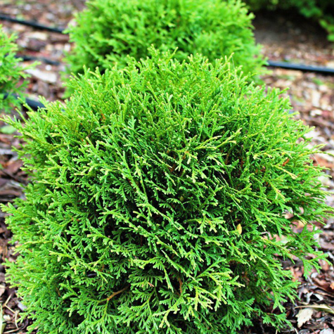 Żywotnik zachodni Tuja Thuja Tiny Tim (C2)