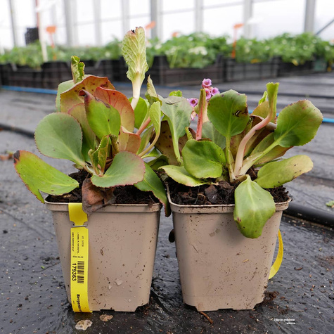Bergenia sercowata (C2)