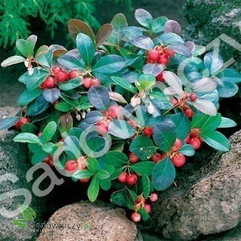 Golteria pełzająca Merry Berry Big Red