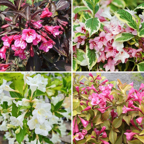 Zestaw krzewuszek cudownych – Alexandra, Wings of Fire, Bristol Snowflake i Variegata