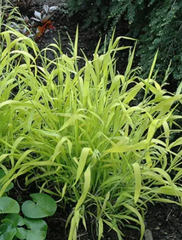 Prosownica rozpierzchła Aureum
