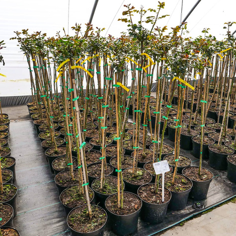 Róża szczepiona na pniu dwubarwna biało-różowa