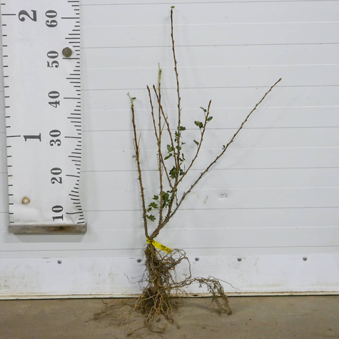 Agrest czerwony Sewierny Kapitan bezkolcowy Plant Pack