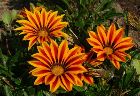 Gazania Kwiaty Otwarte w dzień Zamknięte noc "Śpiochy" Mix kolorów Słoneczny Kwiat SADZONKA