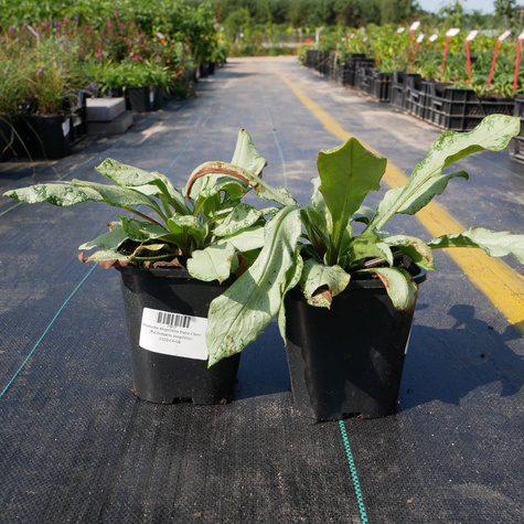 Miodunka długolistna Diana Claire (C2)