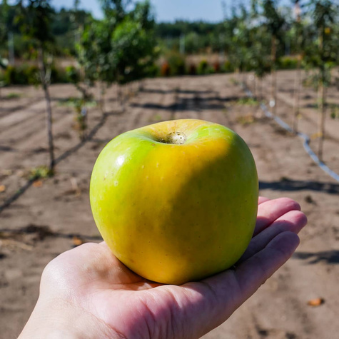Jabłoń Gold Bohemia Plant Pack
