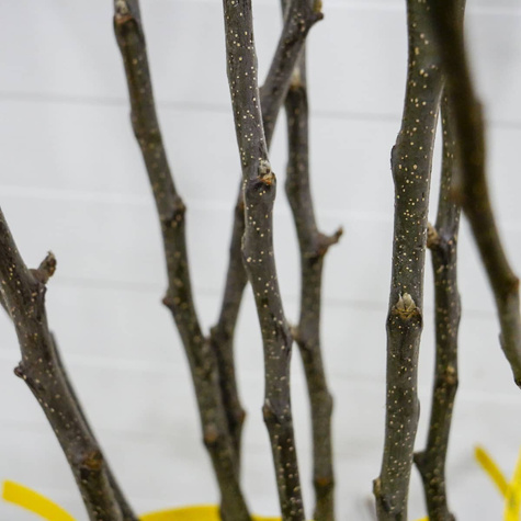 Jabłoń Dark Ligol Plant Pack