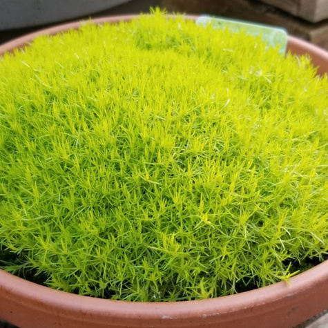 Karmnik ościsty Lime Moss (C2)