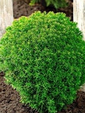 Thuja Tuja Żywotnik zachodni Teddy (P9)