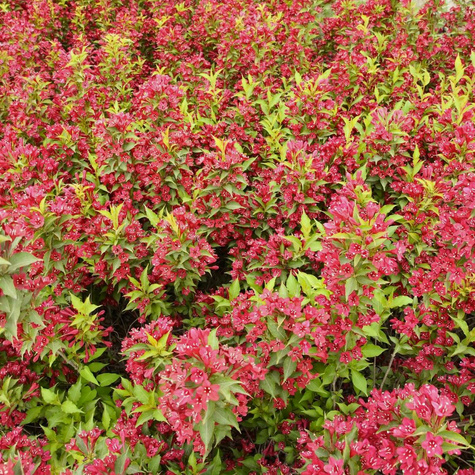 Krzewuszka cudowna Newport Red (P9)