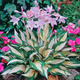 Funkia Hosta Fire And Ice (C2)