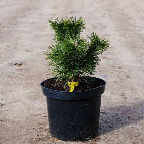 Sosna kosodrzewina Benjamin szczepiona NP
