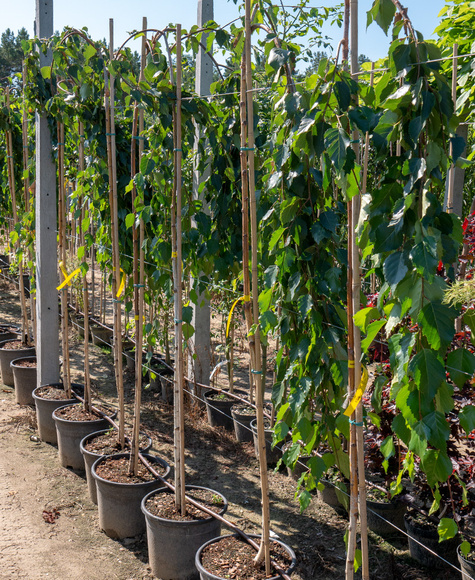 Brzoza Pożyteczna Brzoza Himalajska Long Trunk Szczepiona (Pa 160, obw.8-14cm h 180/250)