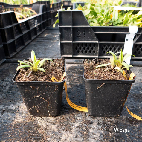 Dzielżan ogrodowy Goldrausch (C2)