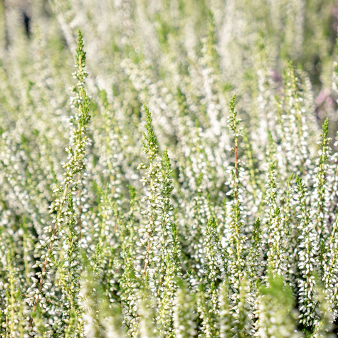 Wrzos pospolity Veluve biały pączkowy