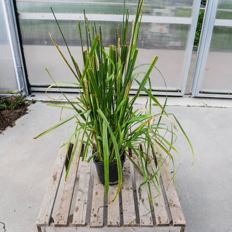 Trzęślica trzcinowata 'Cordoba