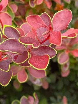 Berberys Thunberga Admiration (C2)