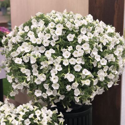 Surfinia Supertunia Vista SNOWDRIFT samoczyszcząca