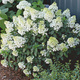 Hortensja bukietowa Bobo Karłowa (C2)