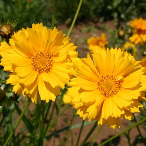 Nachyłek wielkokwiatowy pełny Presto 0,1g