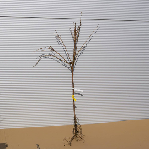 Agrest czerwony Hinnonmaki Rot na pniu Plant Pack