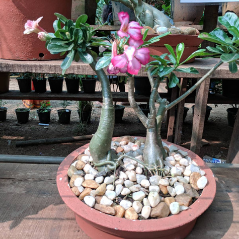 Róża pustyni Adenium opasłe 5szt nasion