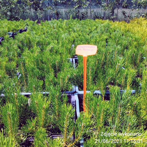 Sosna górska kosodrzewina Pumilio (C2)