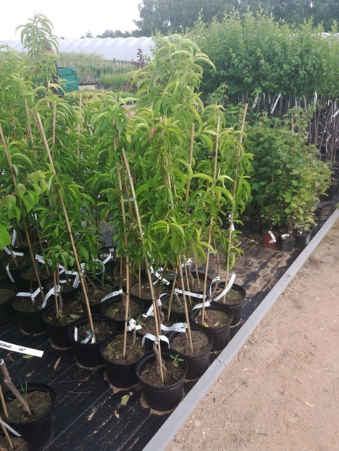 Czereśnia SAMOPŁODNA Staccato w doniczce (C2)