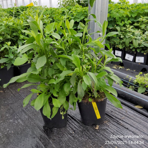 Aster gawędka Dr Otto Petschek (P9)