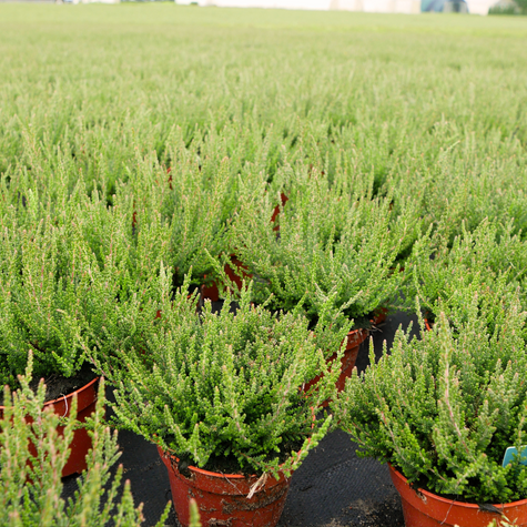Wrzos pospolity Hilda fioletowy pączkowy