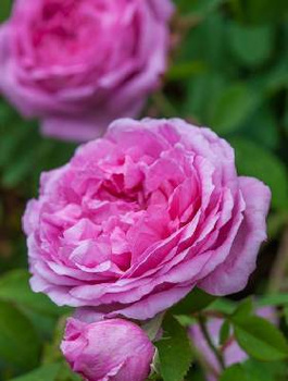 Róża historyczna różowa Comte de Chambord (C2) 