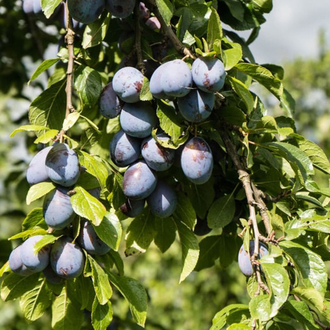 Śliwa Teemano Plant Pack