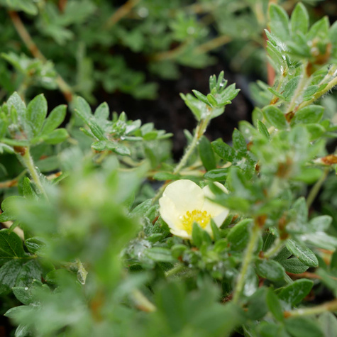 Pięciornik krzewiasty 'Primrose Beauty' (C1.7)