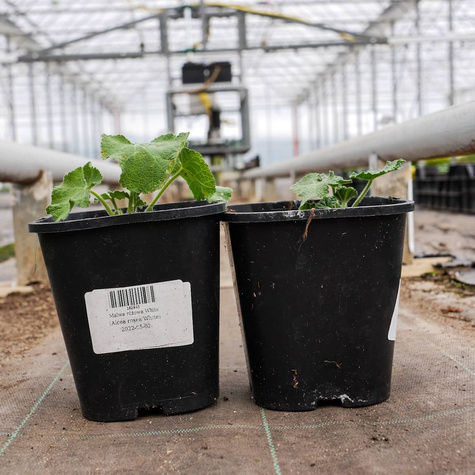 Malwa różowa White