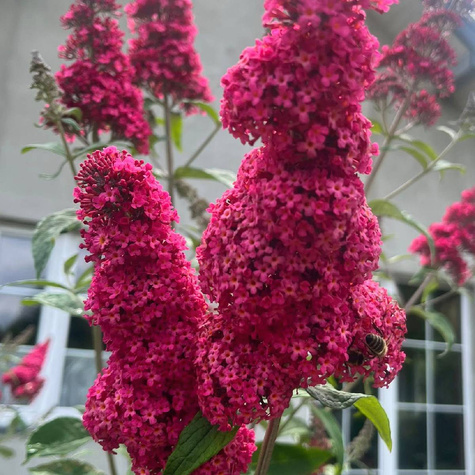 Budleja Davida Summer Beauty (C2)