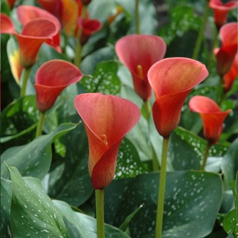 Kalla Cantedeskia czerwona