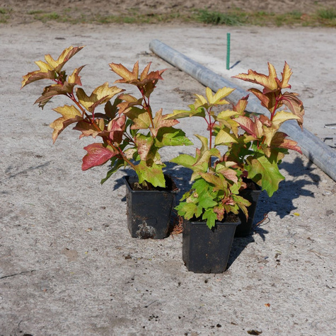 Kalina koralowa 'Park Harvest' (P9)