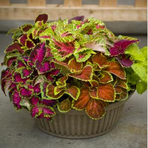 Koleus Coleus Pokrzywka czerwono-zielona