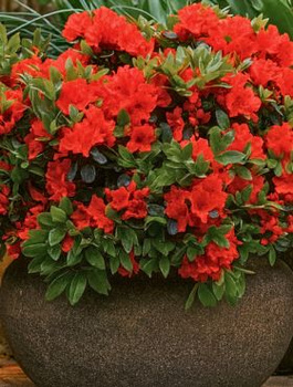 Azalia japońska Evita (C2)