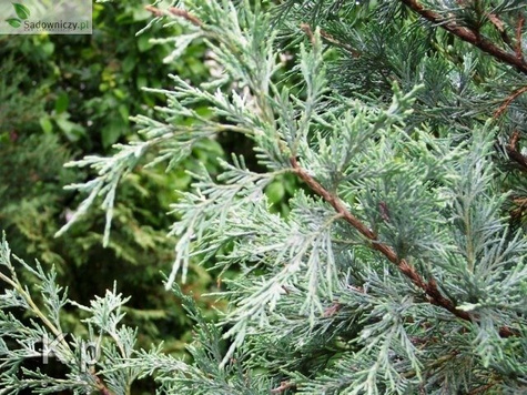 Jałowiec skalny Wichita Blue