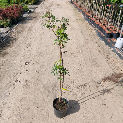 Bez koralowy Sambucus racemosa (C2)