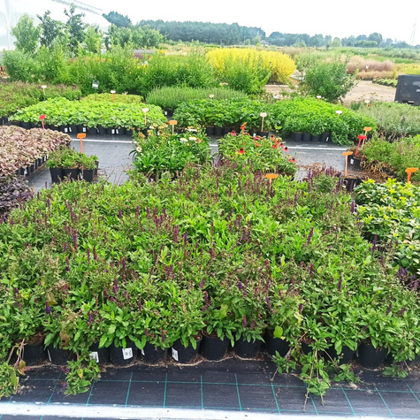 Szałwia omszona Salvatore (C2)