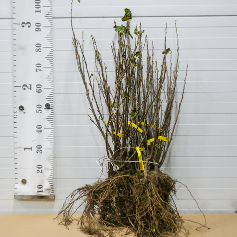 Porzeczka biała Plant Pack