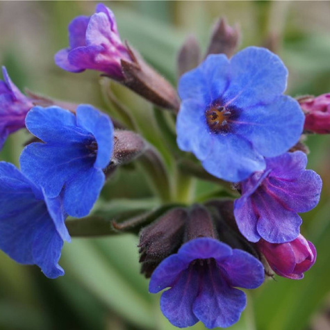 Miodunka plamista (C2)