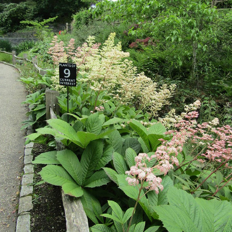 Rodgersja pierzasta (C2)