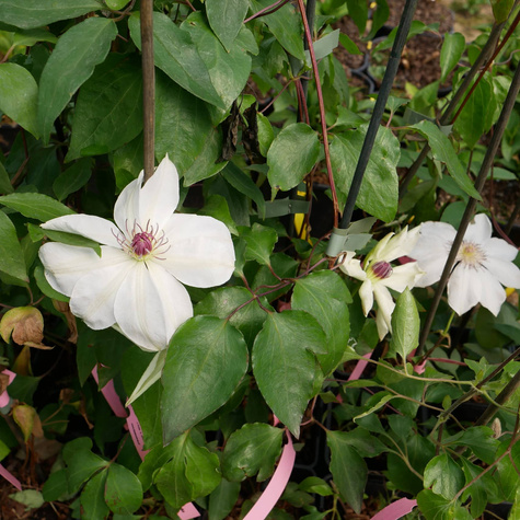 Powojnik Clematis wielkokwiatowy Matka Urszula Ledóchowska