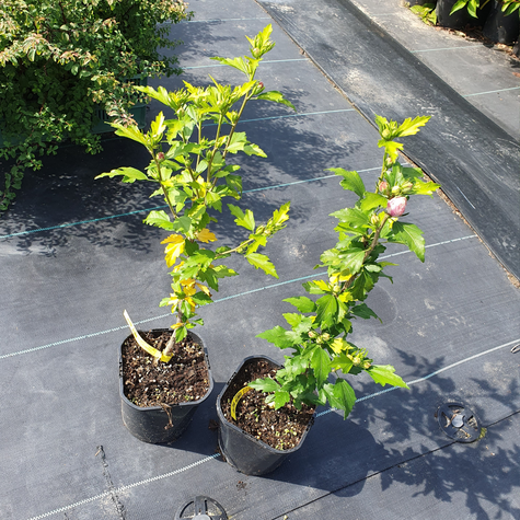 Ketmia syryjska Hibiskus Lady Stanley (C2)