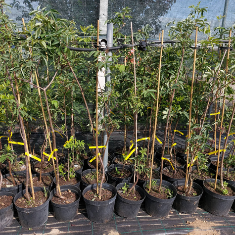 Bez koralowy Sambucus racemosa (C2)