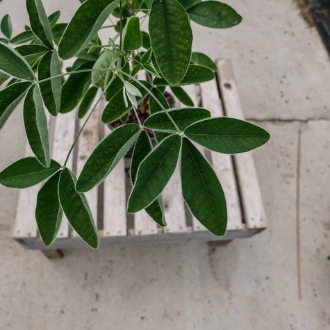 Złotokap pospolity (C2)