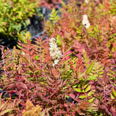 Tawlina jarzębolistna SEM Miododajna (C2)